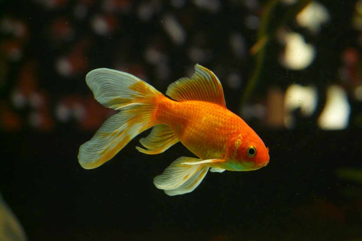 3. Goldfish_ Símbolos de Vida Prolongada