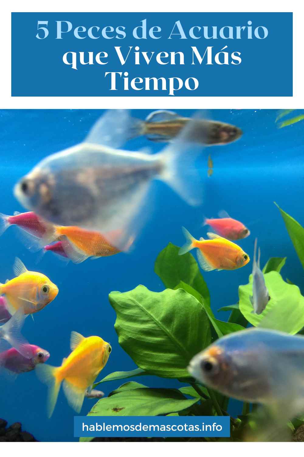 5 Peces de Acuario que Viven Más Tiempo