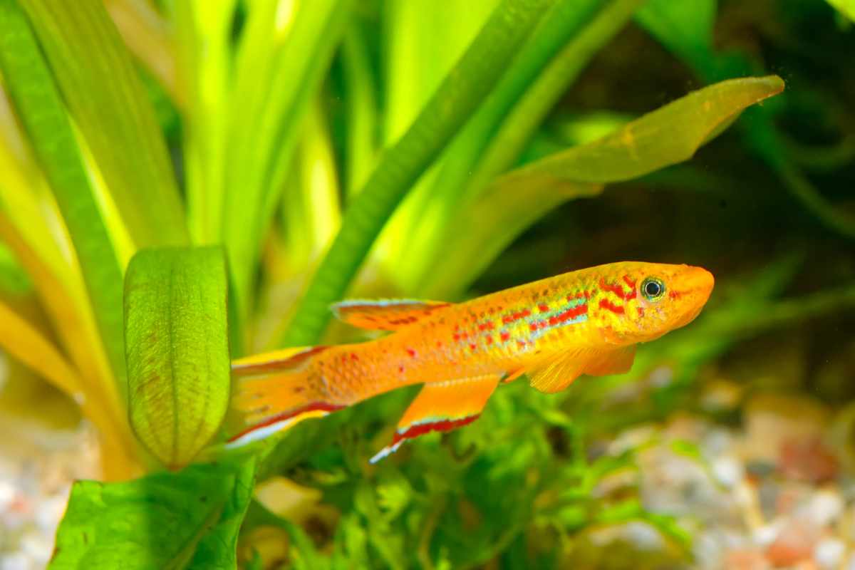 5. Killis_ La Sorpresa Longeva del Acuario