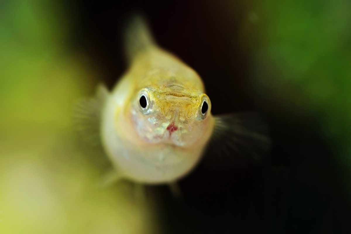 Compañeros de Acuario para el Pez Paraíso