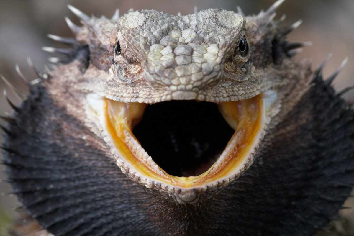 Cuidados Dentales