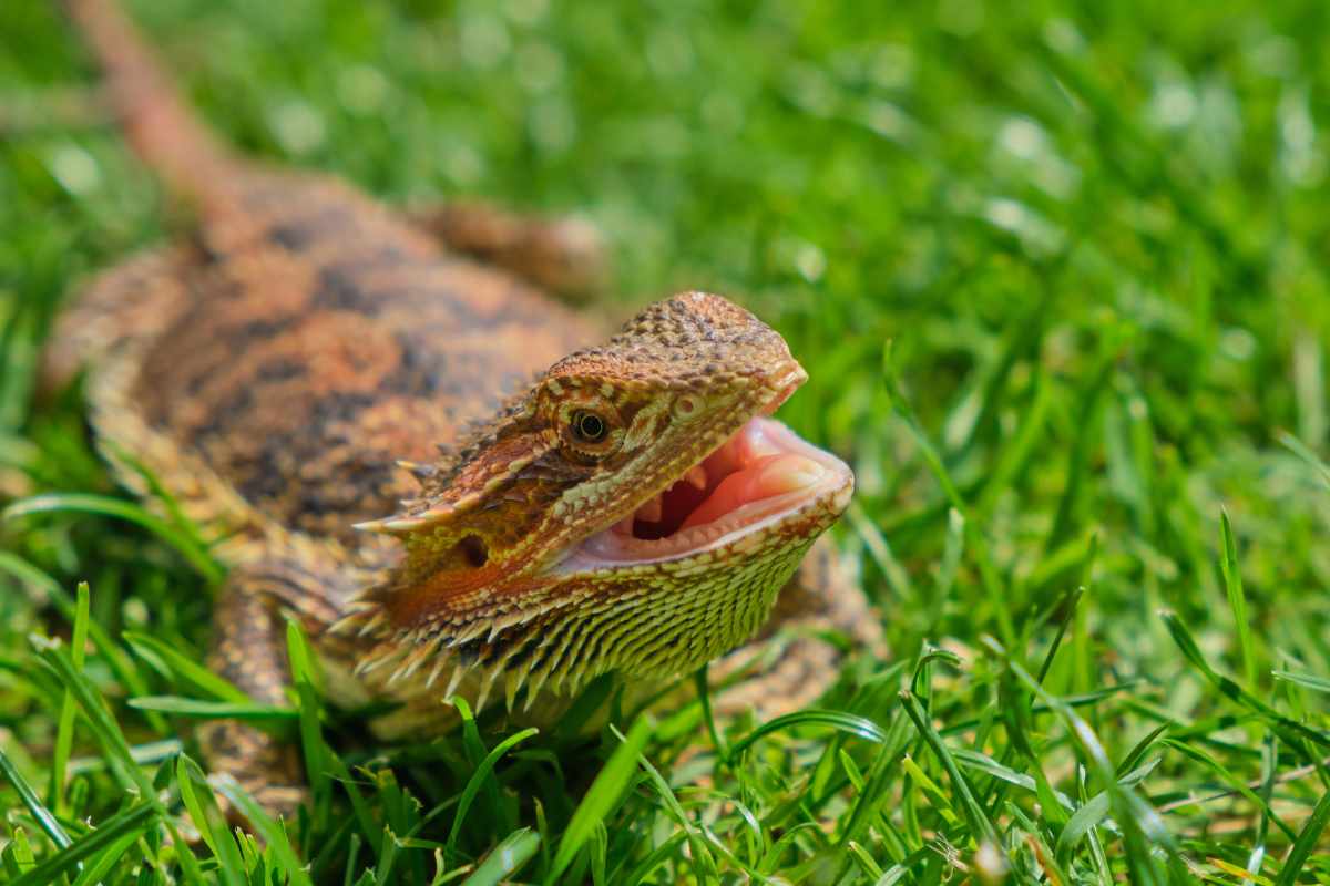 La Comunicación de los Dragones Barbudos