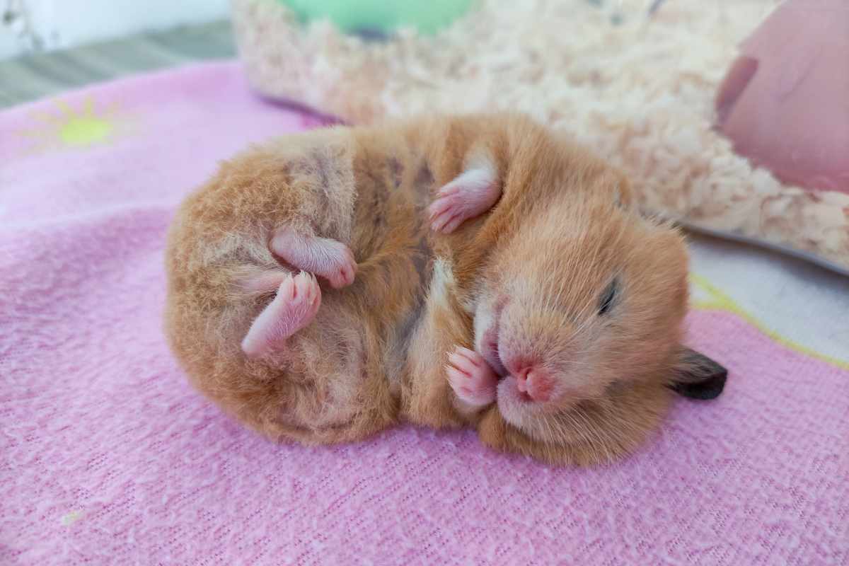 Mito #1_ Todos los Hamsters Hibernan