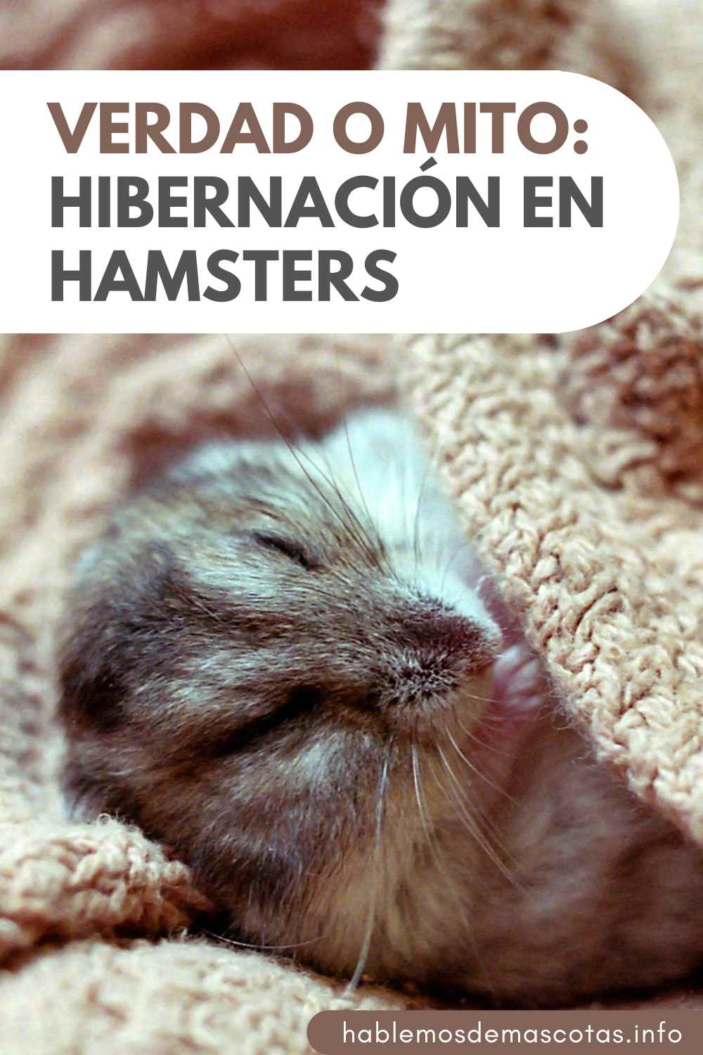Verdad o Mito_ Hibernación en Hamsters