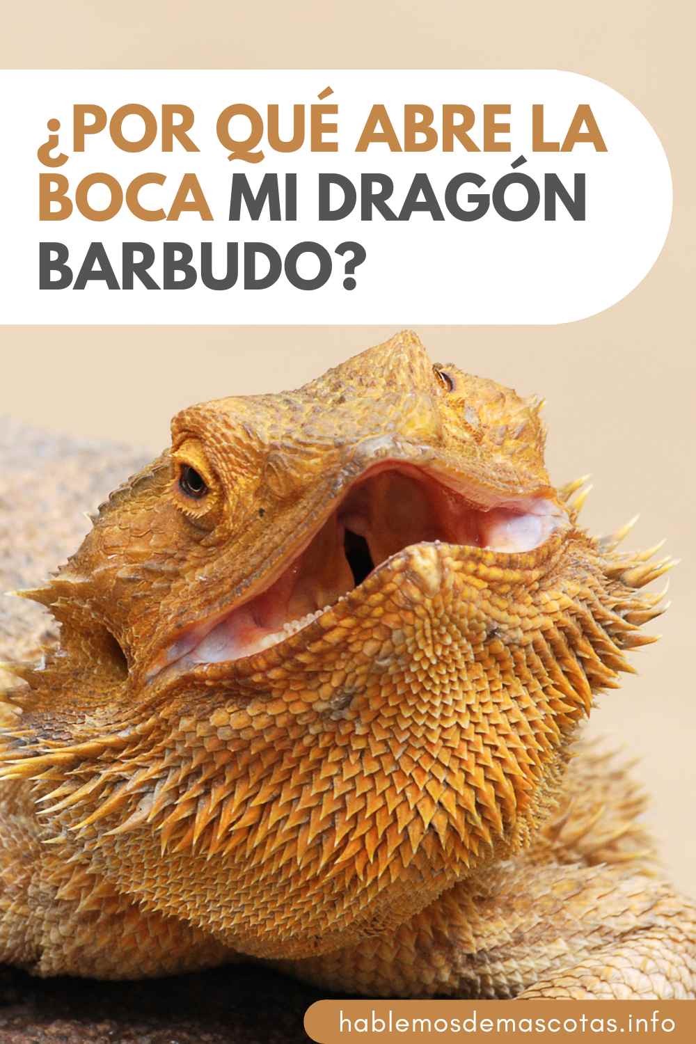 ¿Por Qué Abre la Boca mi Dragón Barbudo