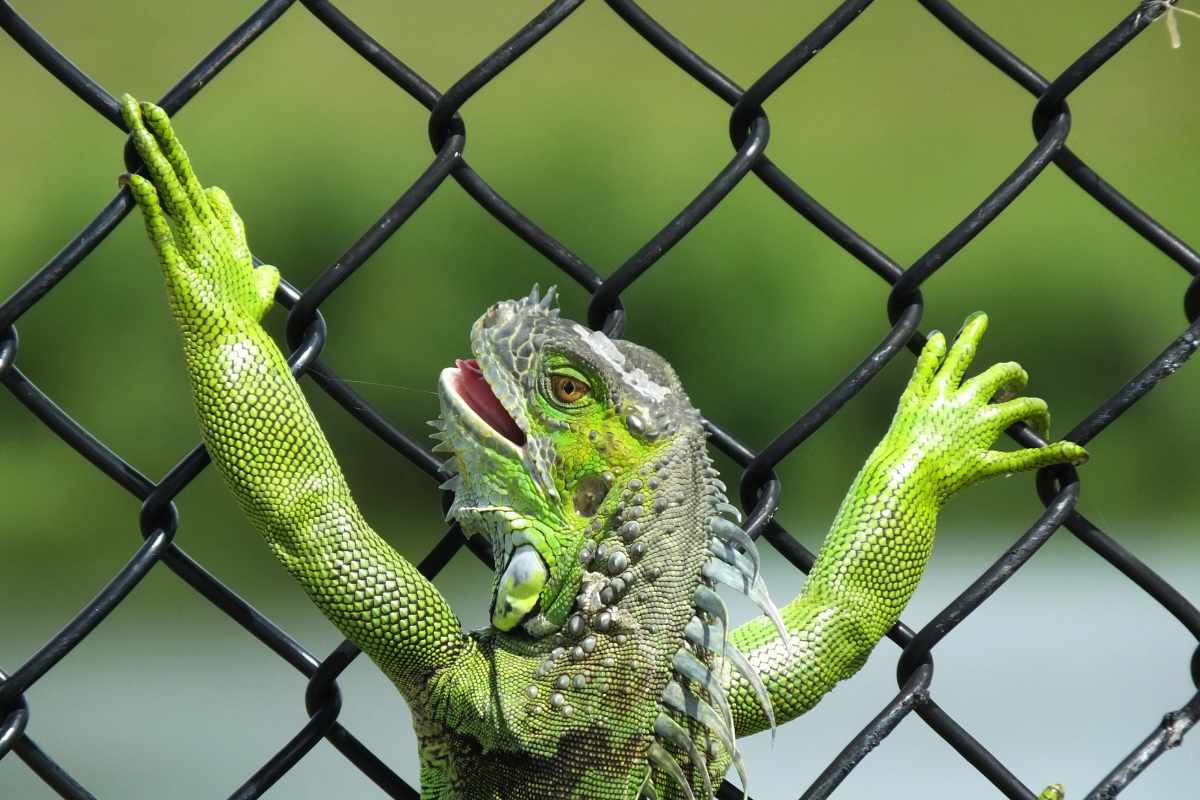 ¿Son Agresivas las Iguanas