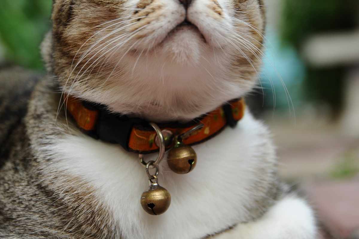 1. Estrés y Ansiedad para los Gatos