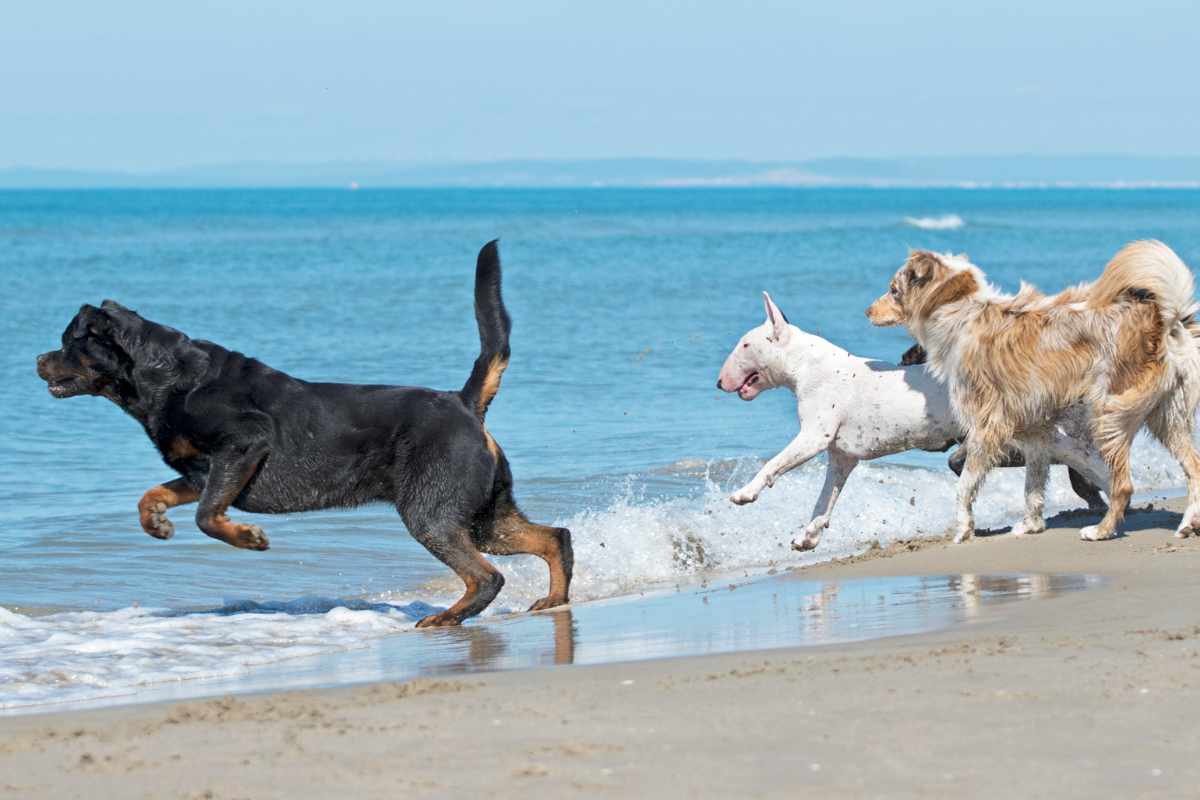 1. Investigar Playas Pet-Friendly