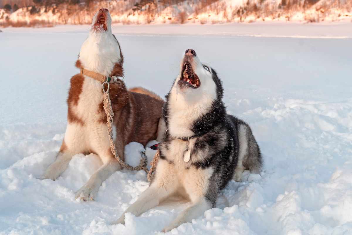 1. La Comunicación Innata de los Huskys