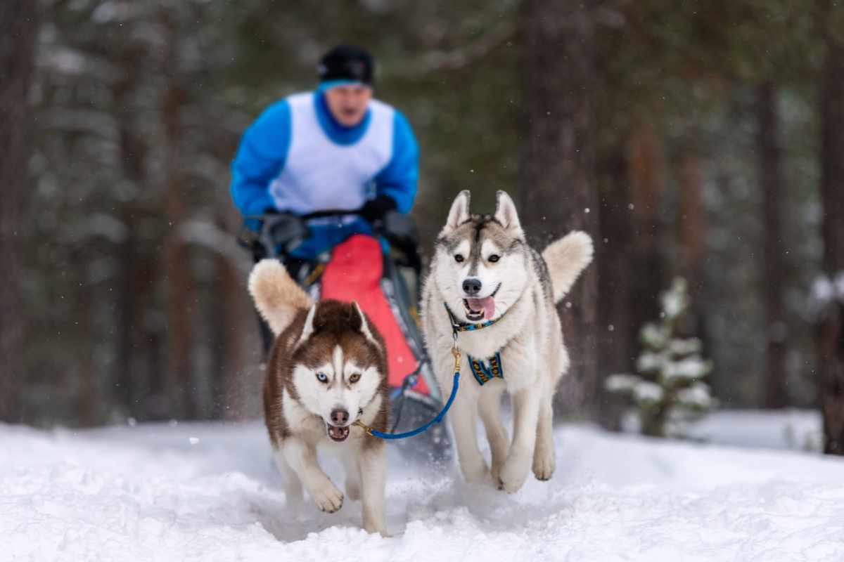 3. Huskys como Perros de Trabajo y Tiro