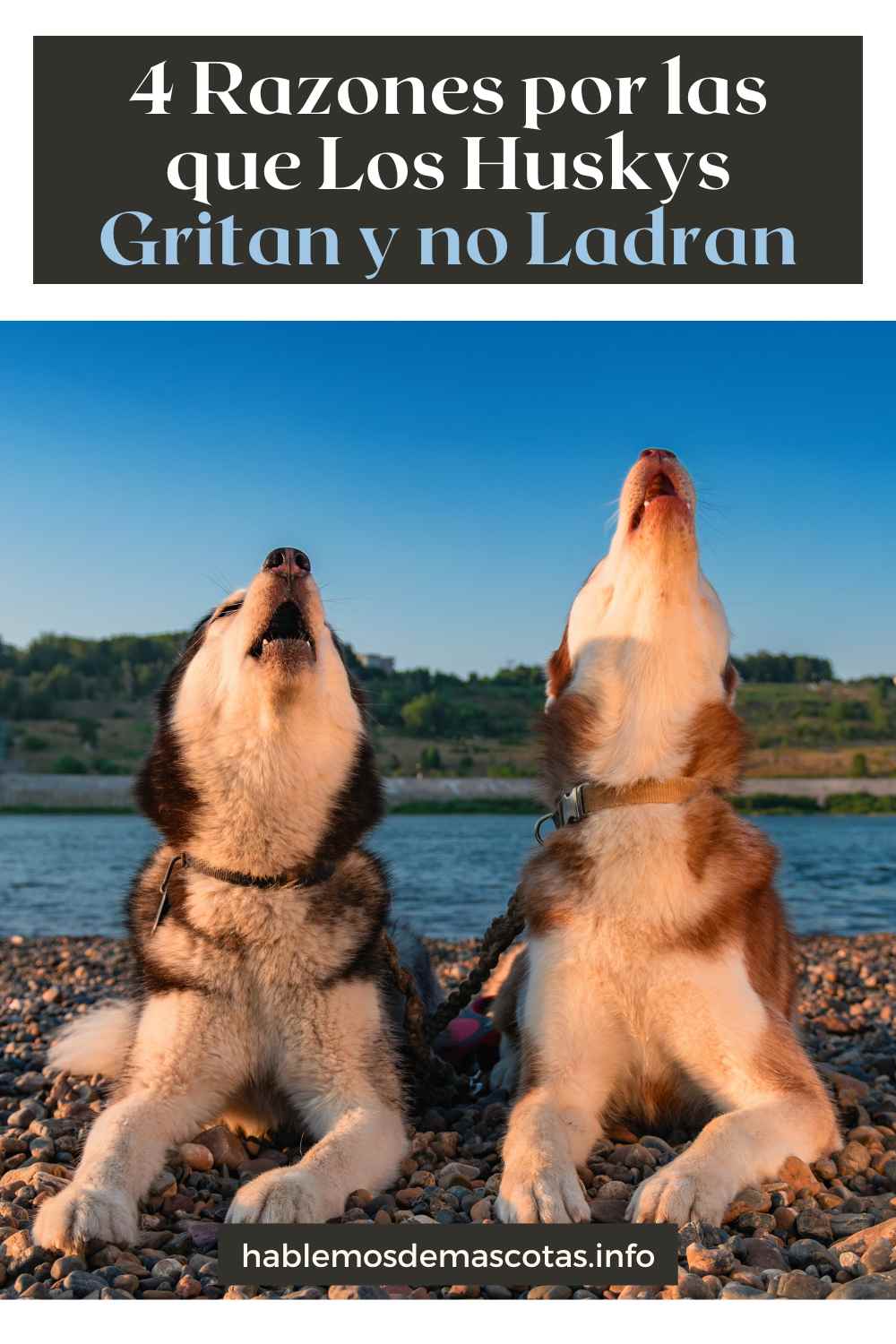 4 Razones por las que Los Huskys Gritan y no Ladran