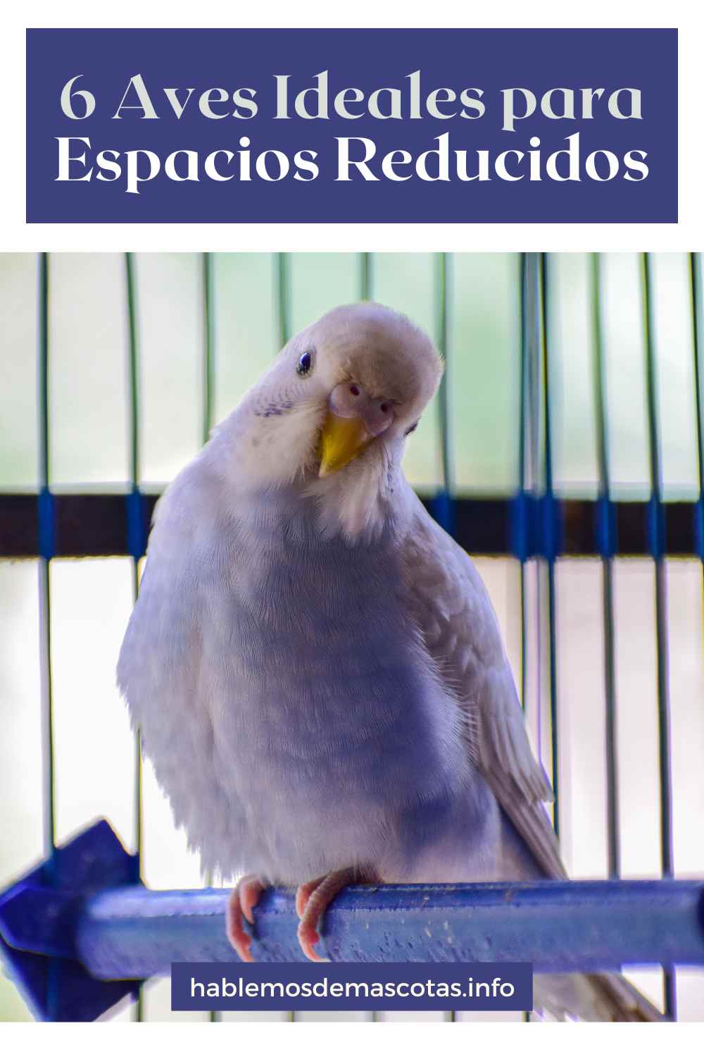 6 Aves Ideales para Espacios Reducidos