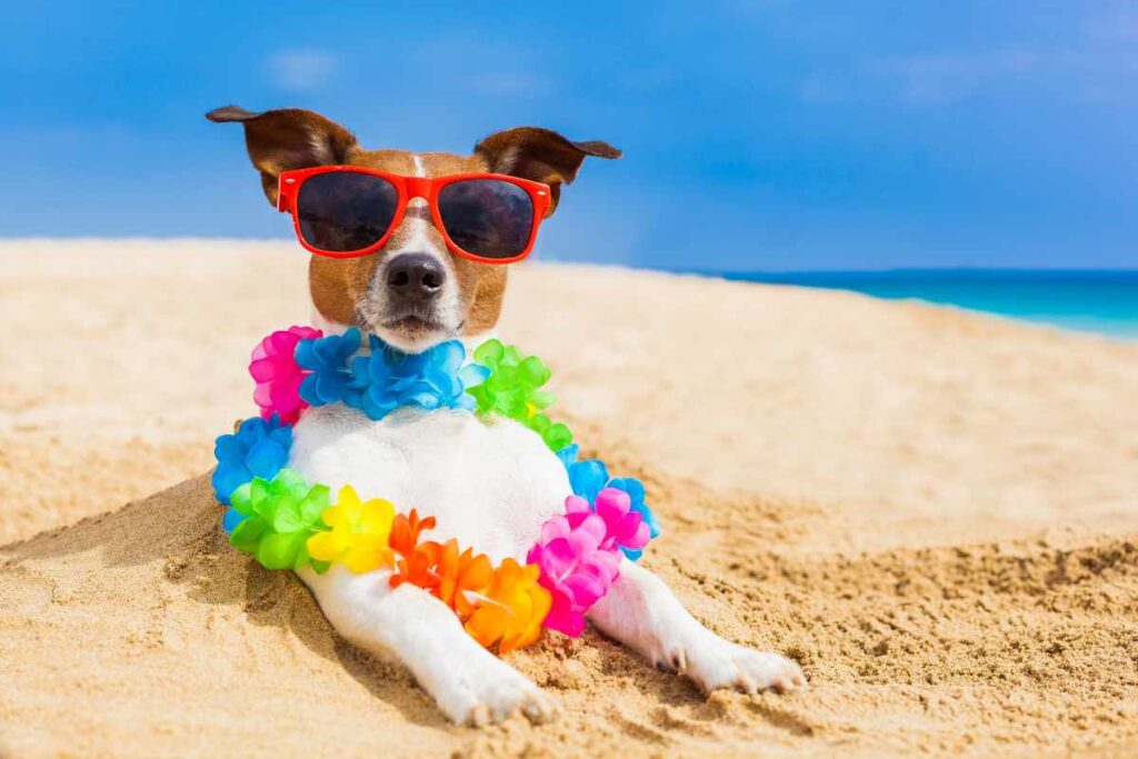 7 Consejos para Llevar a tu Perro a la Playa