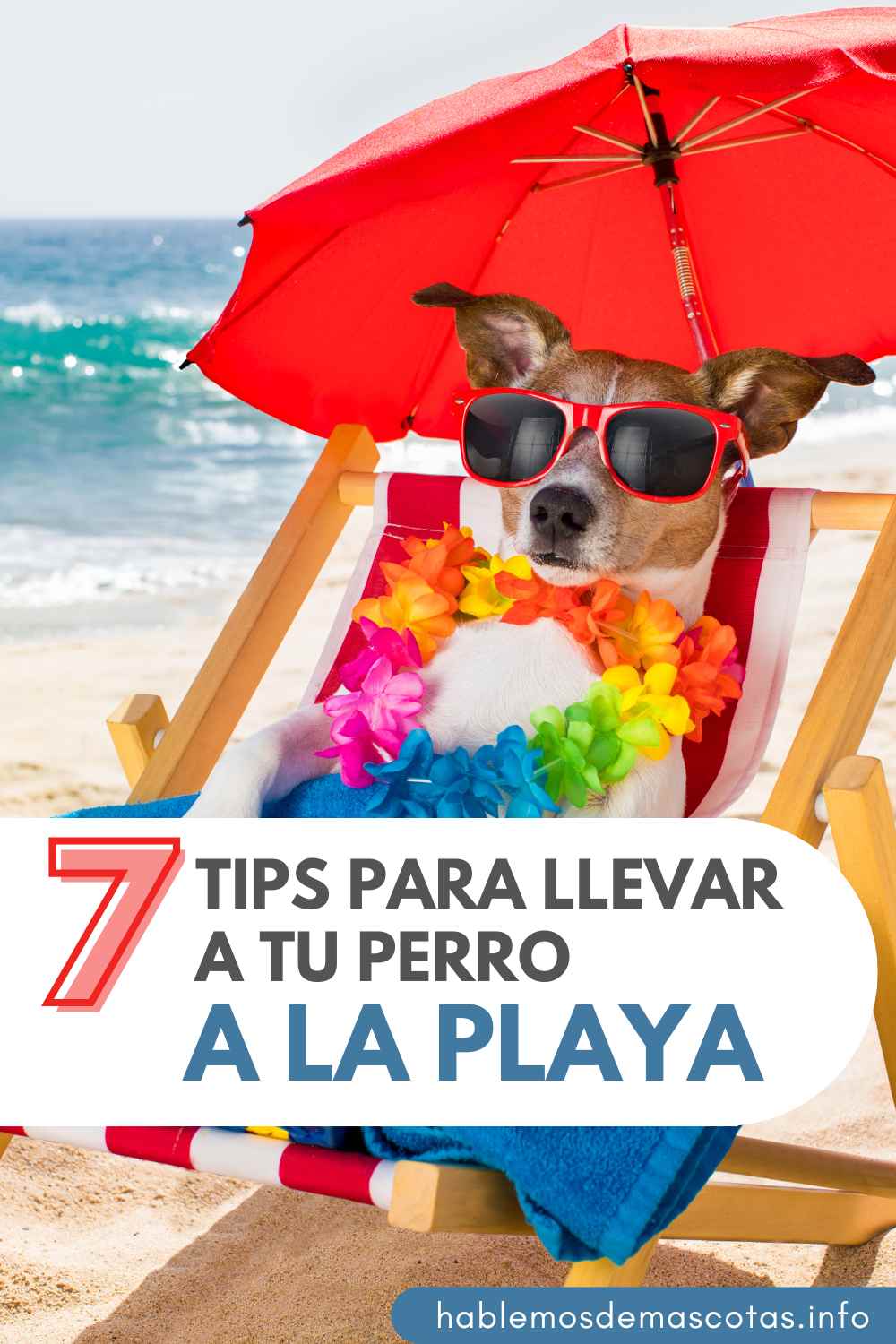 7 Tips para Llevar a tu Perro a la Playa sin Problemas