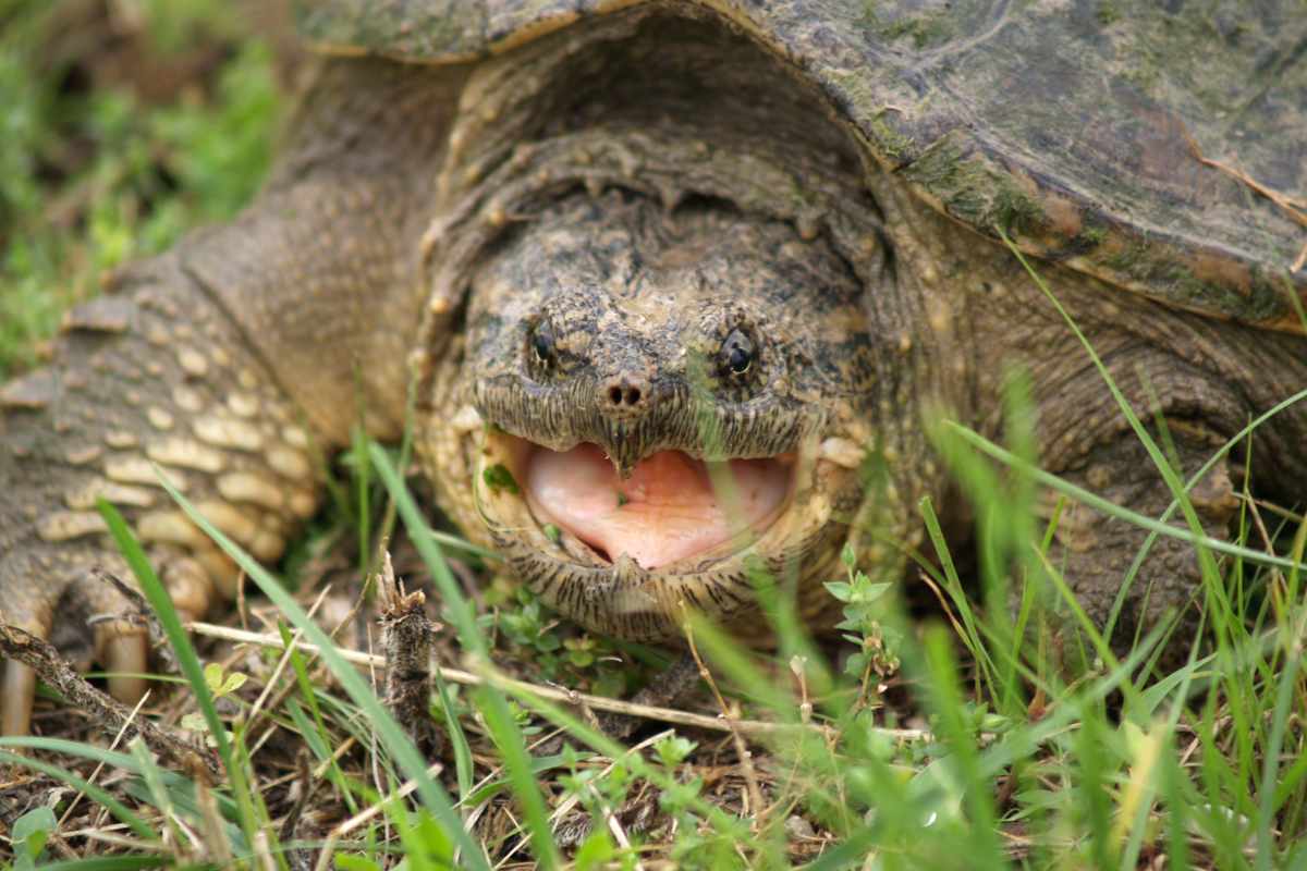 Consecuencias de una Mordida de Tortuga y Cuidados Inmediatos