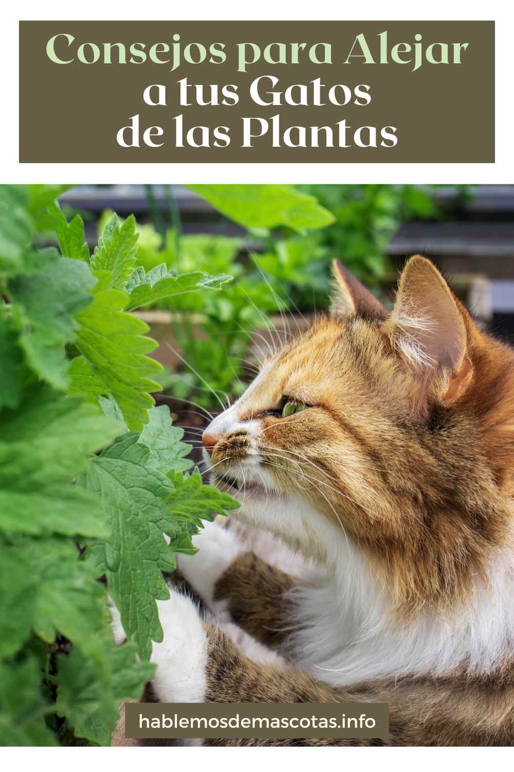 Consejos para Alejar a tus Gatos de las Plantas