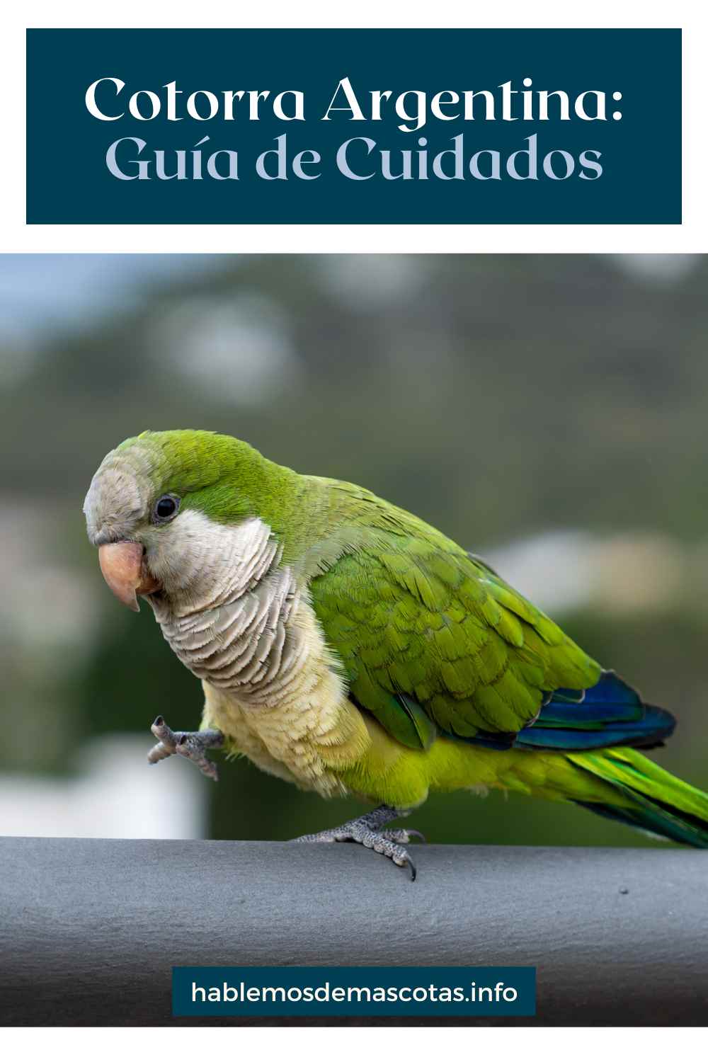 Cotorra Argentina_ Guía de Cuidados