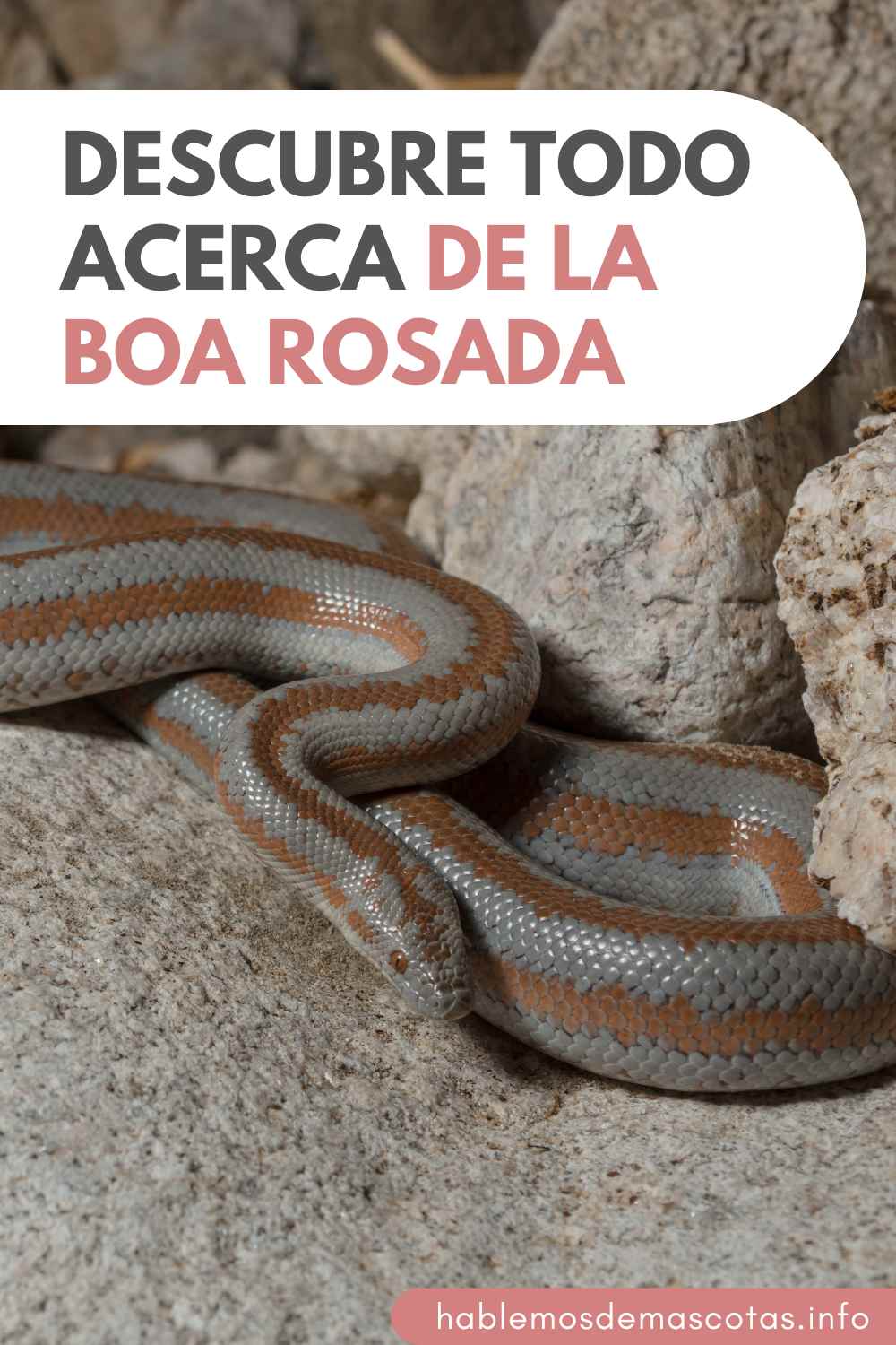 Descubre Todo Acerca de la Boa Rosada