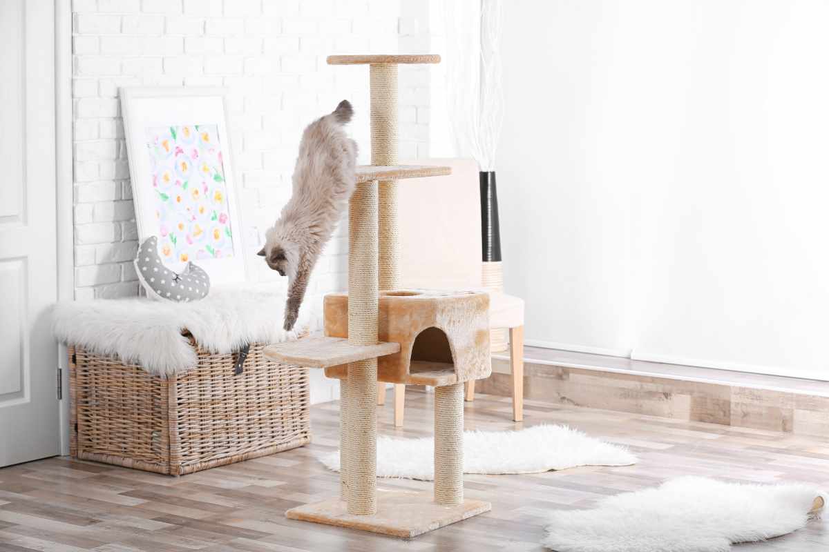 Optimizando la Experiencia Visual de tu Gato
