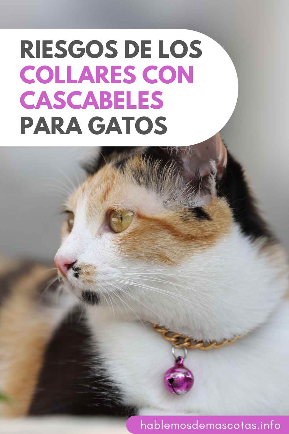 Riesgos de los Collares con Cascabeles para Gatos