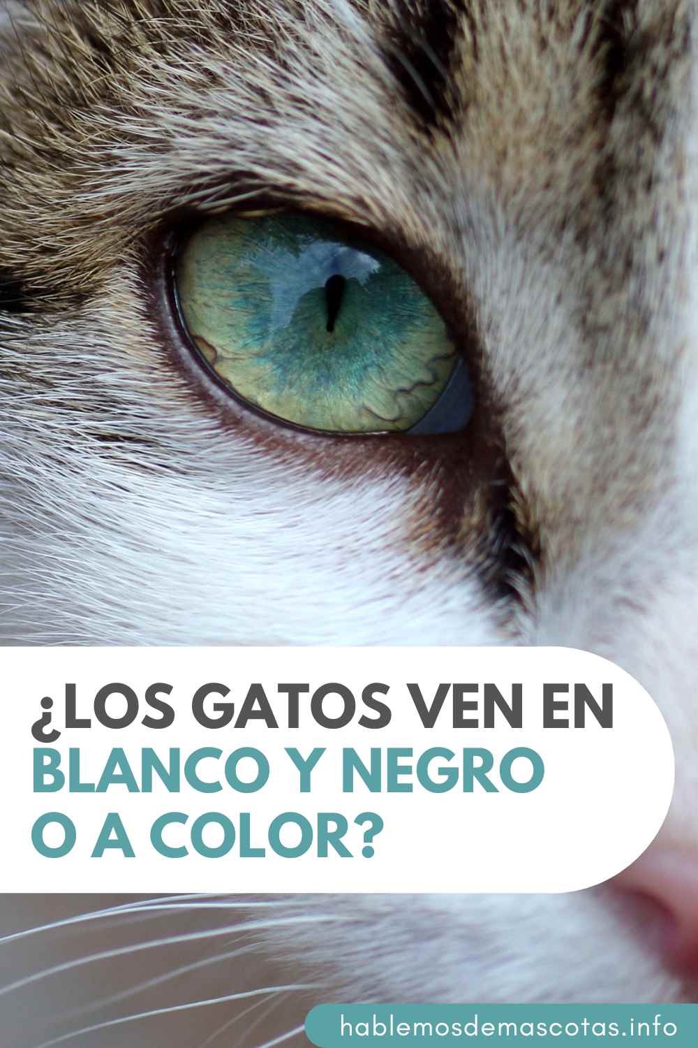¿Los Gatos Ven en Blanco y Negro o a Color