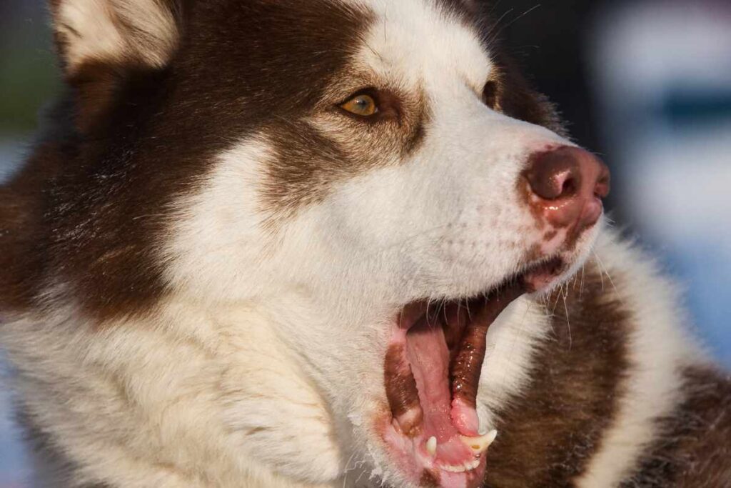 ¿Por qué Los Huskys Gritan_ - 4 Razones