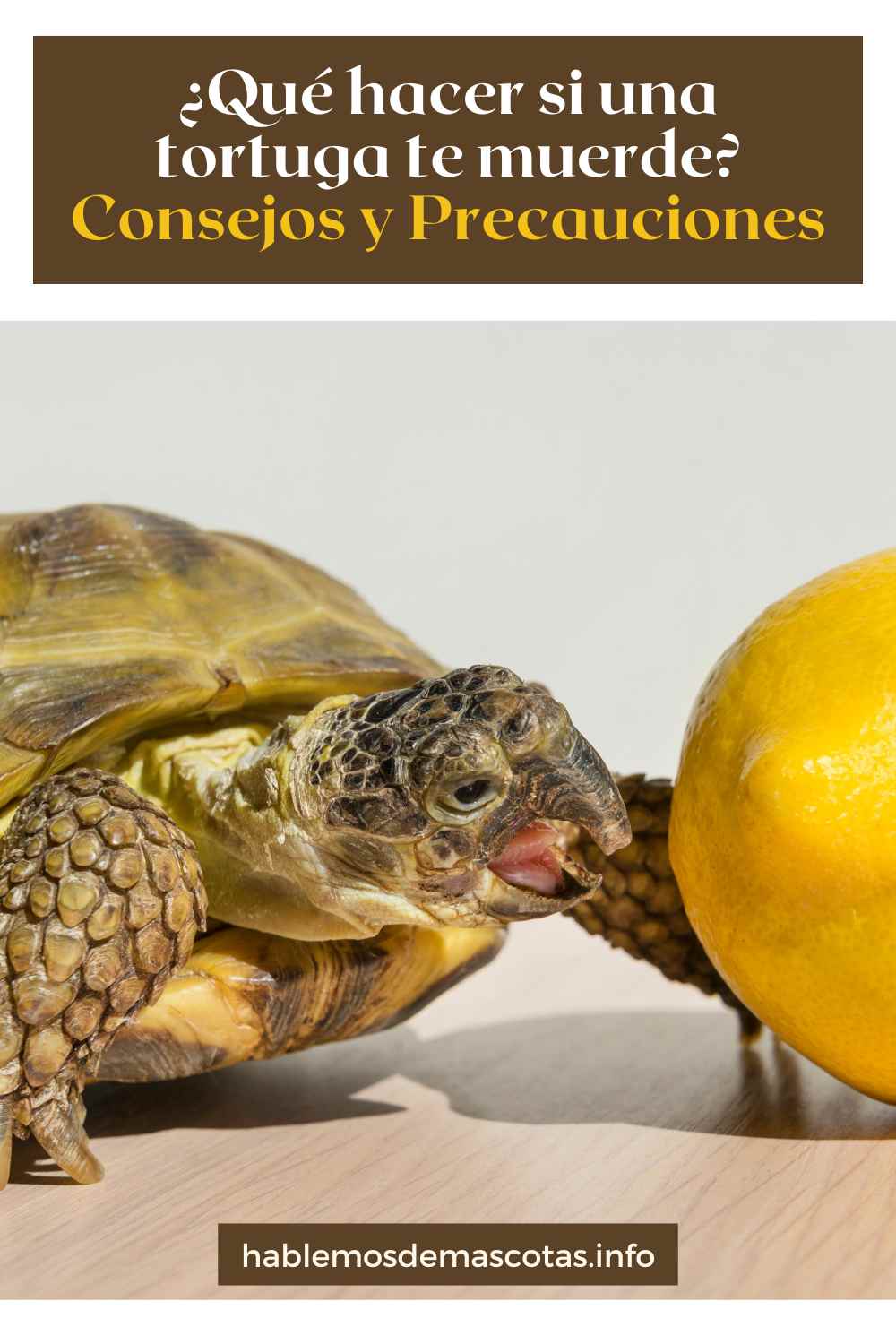 ¿Qué hacer si una tortuga te muerde_ Consejos y precauciones