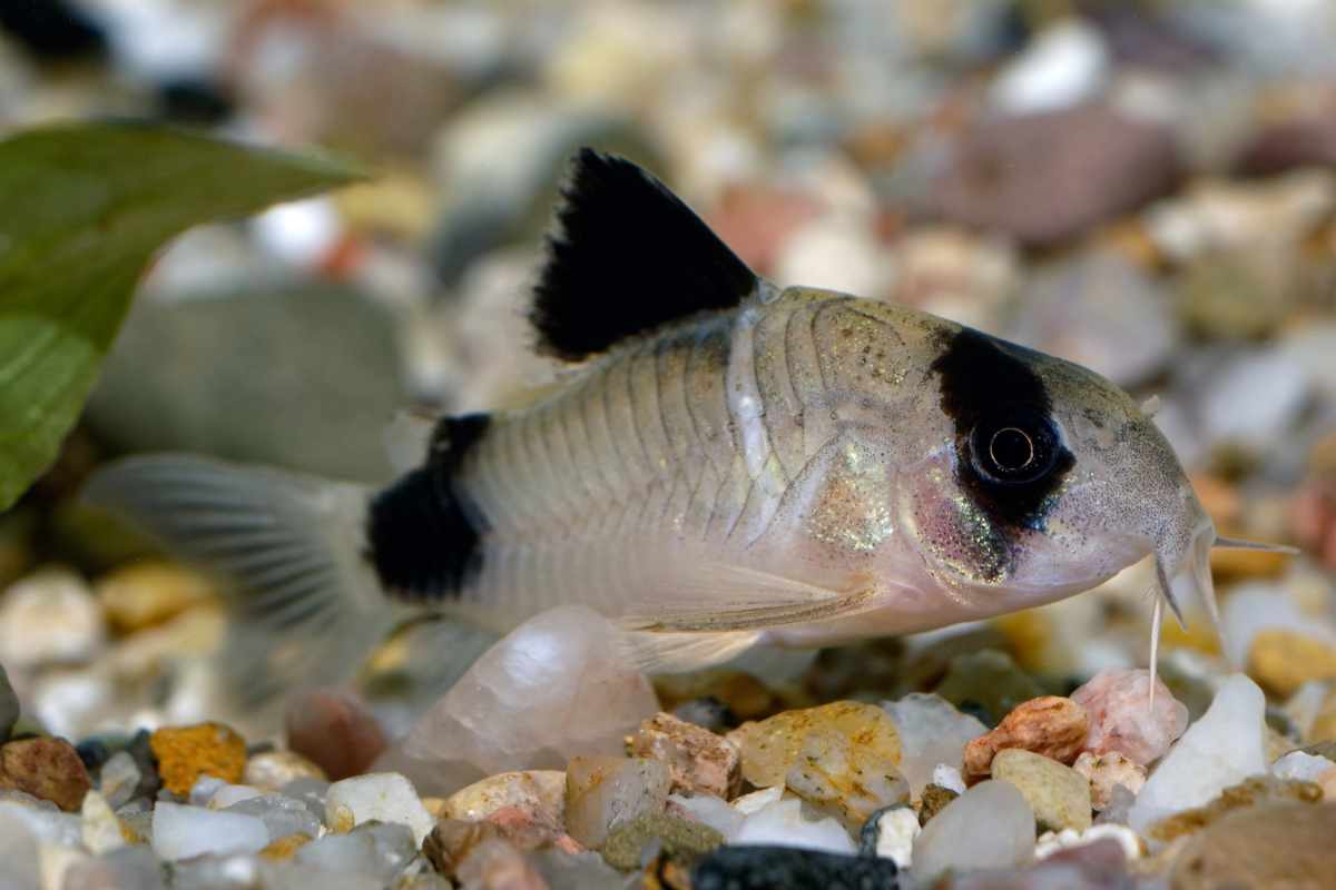 1. Corydoras Panda