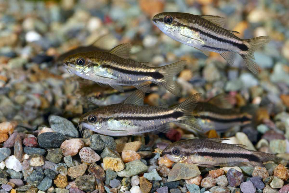 4. Corydoras Pygmaeus