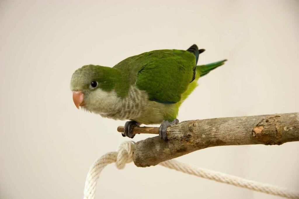5 Loros Pequeños Ideales como Mascotas