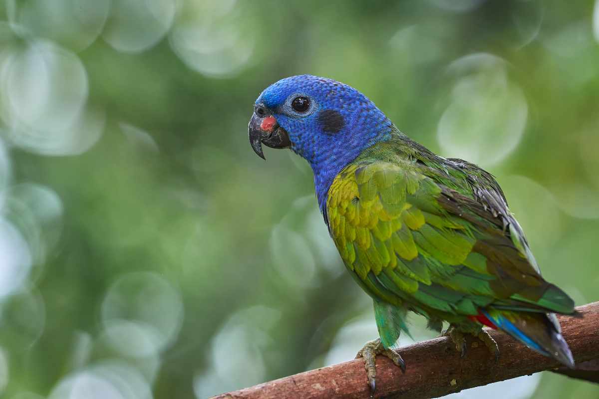5. Conuro de Cabeza Azul_ Varía entre 30-40 cm de longitud