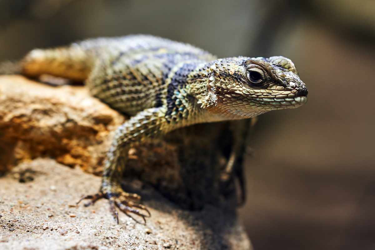 Consejos para el Uso de Sustrato en Terrarios de Reptiles