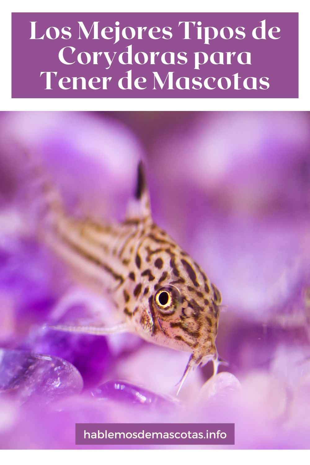 Los Mejores Tipos de Corydoras para Tener de Mascotas