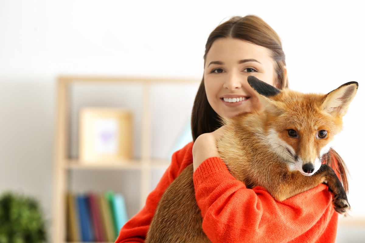 Desafíos y Consideraciones Importantes al Tener un Zorro Rojo como Mascota