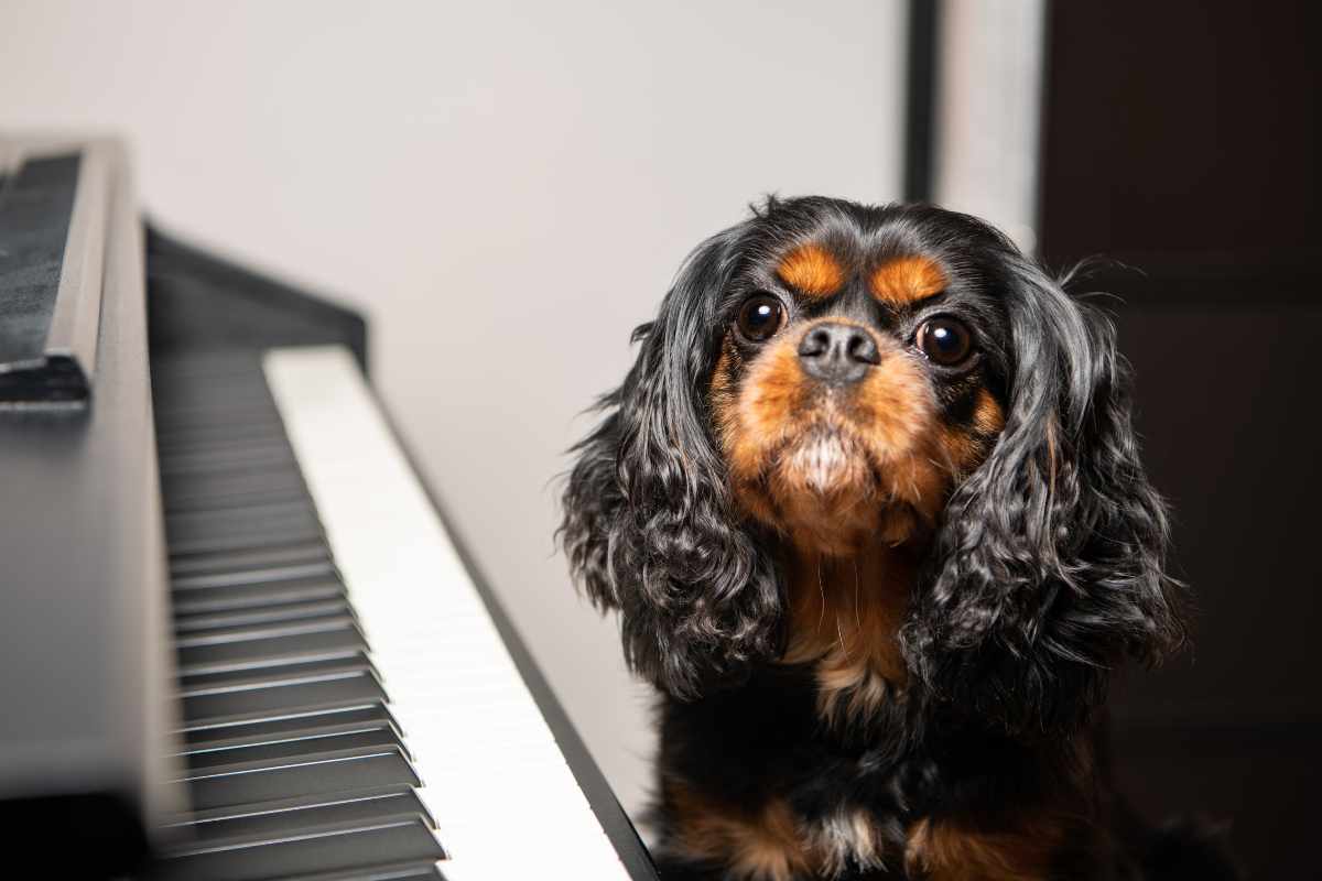 Efecto de la Música Específica para Perros_ ¿Realidad o Mitología