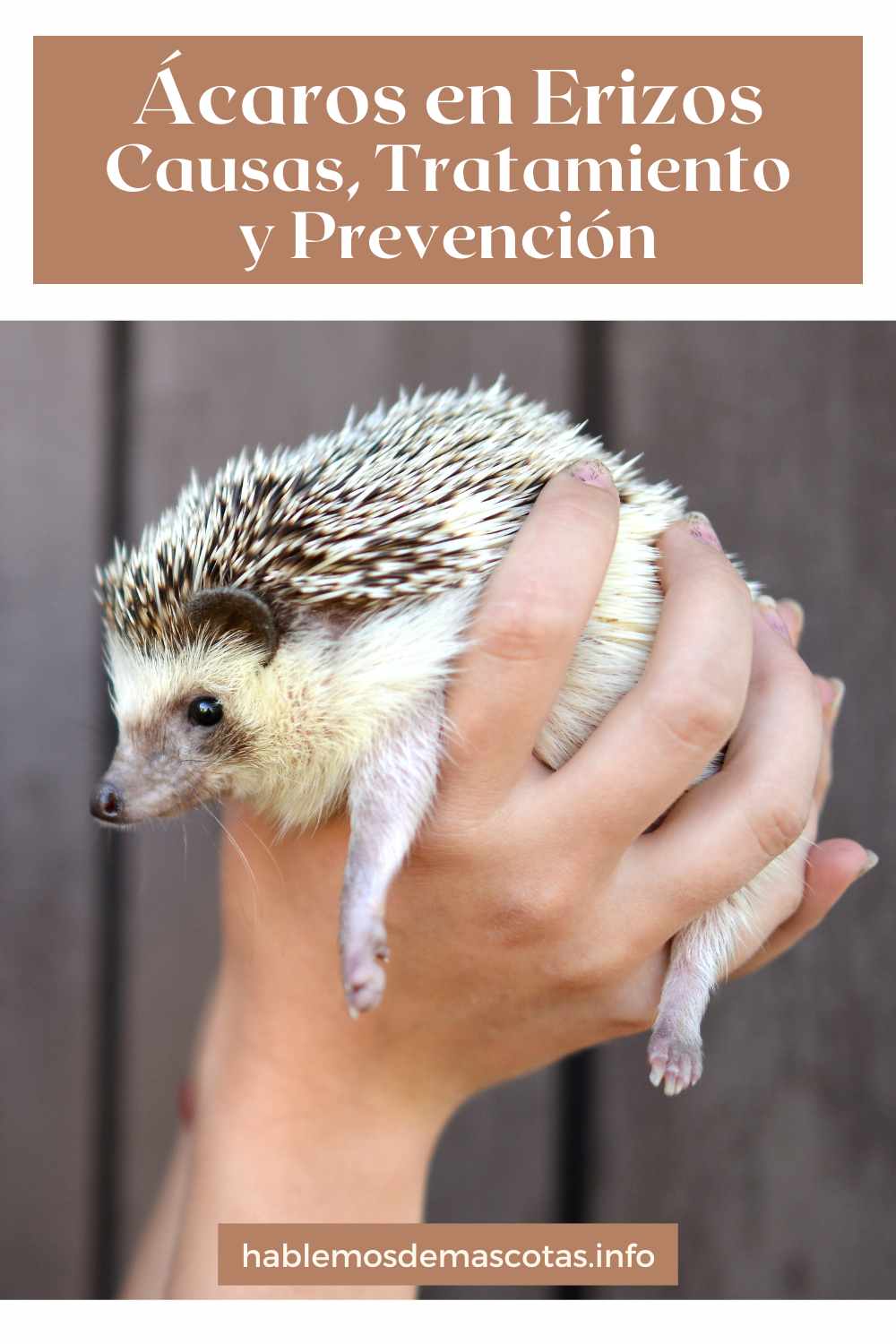 Ácaros en Erizos - Causas, Tratamiento y Prevención