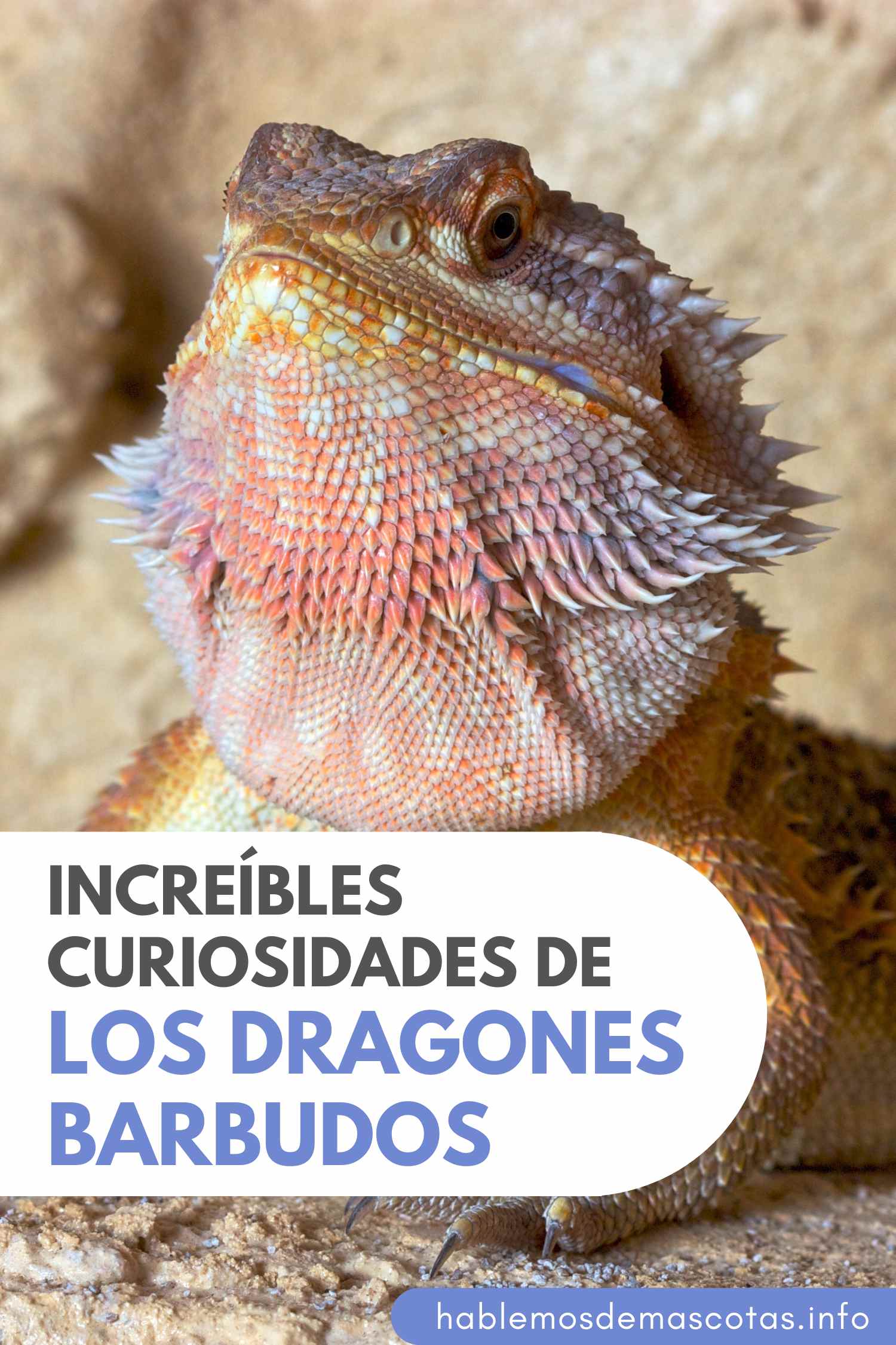 Increíbles Curiosidades de los Dragones Barbudos
