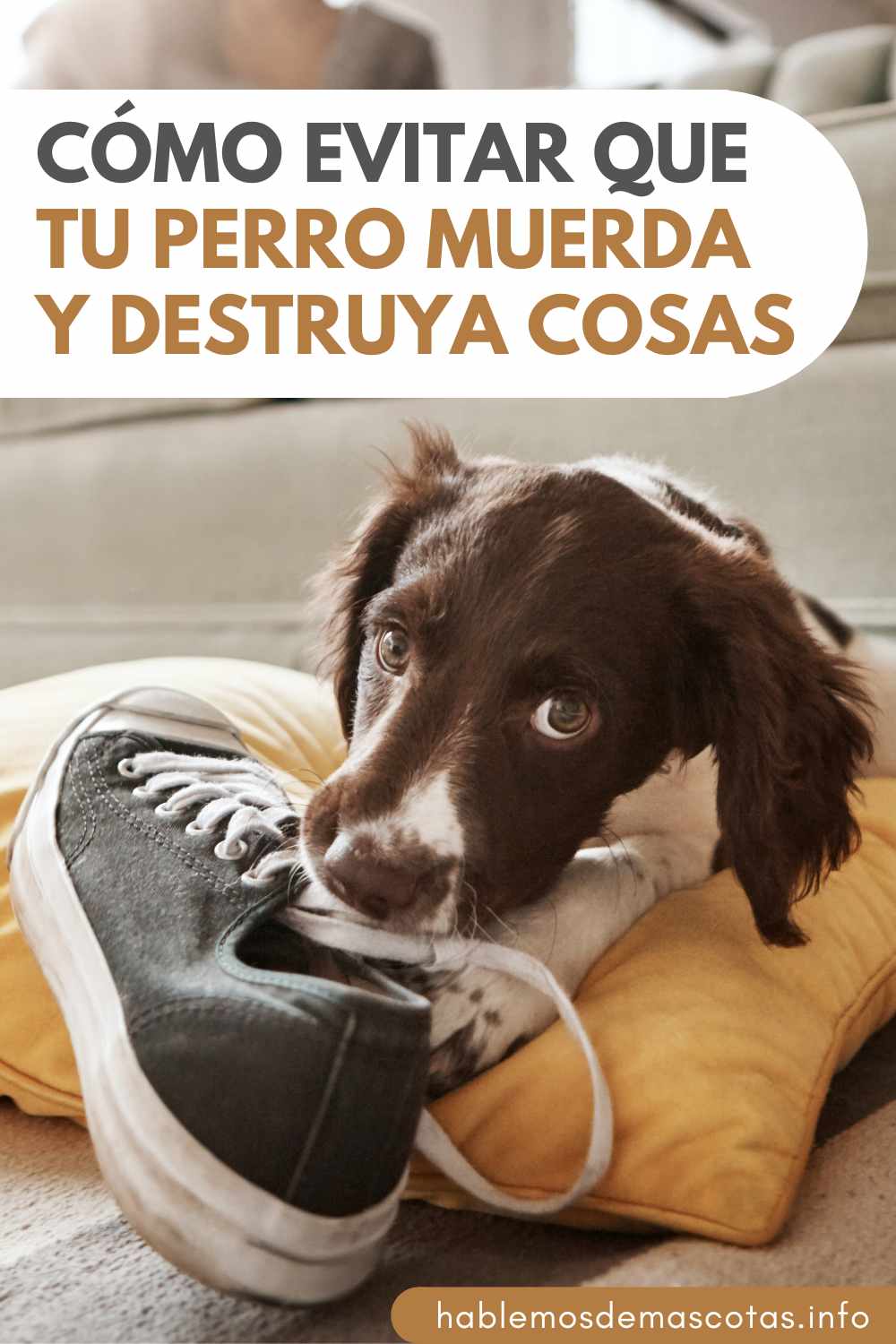 Los Mejores Consejos para Pasear con tu Gato