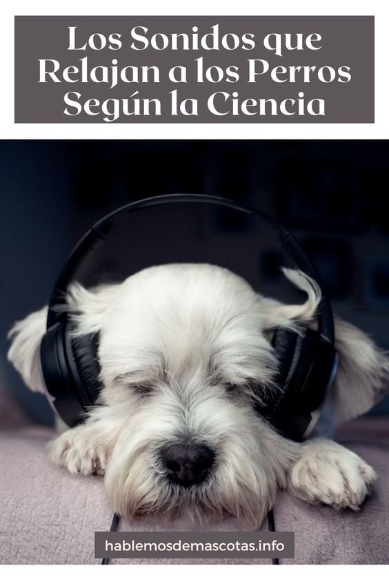 Los Sonidos que Relajan a los Perros Según la Ciencia