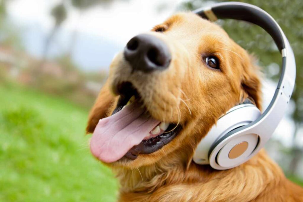 Los Sonidos que Relajan a los Perros Según la Ciencia