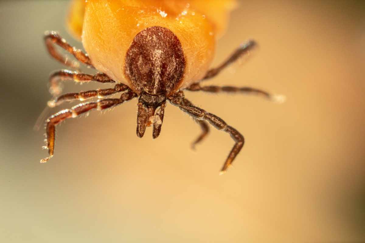 Posibles Causas y Fuentes de Contagio