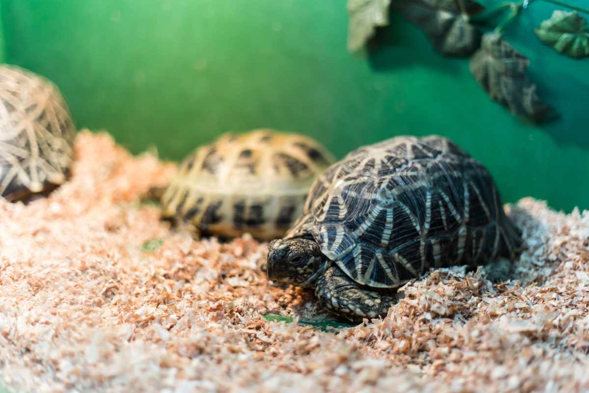 Tipos de Sustrato para Reptiles