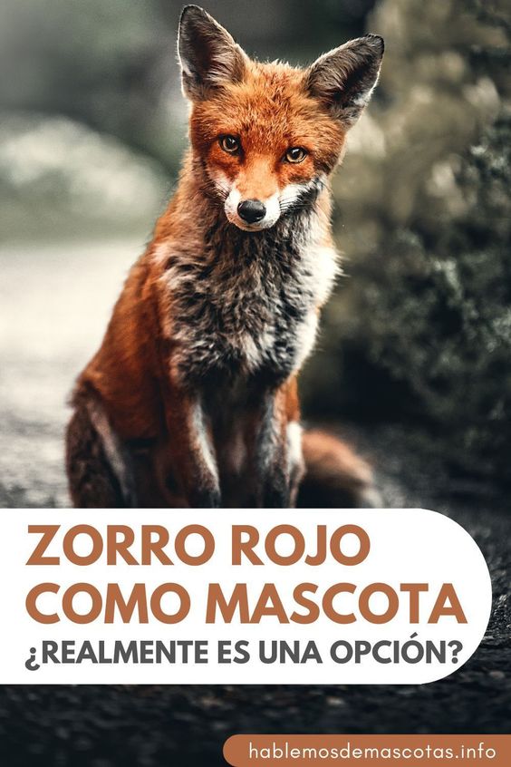Zorro Rojo como Mascota Realmente es una Opción