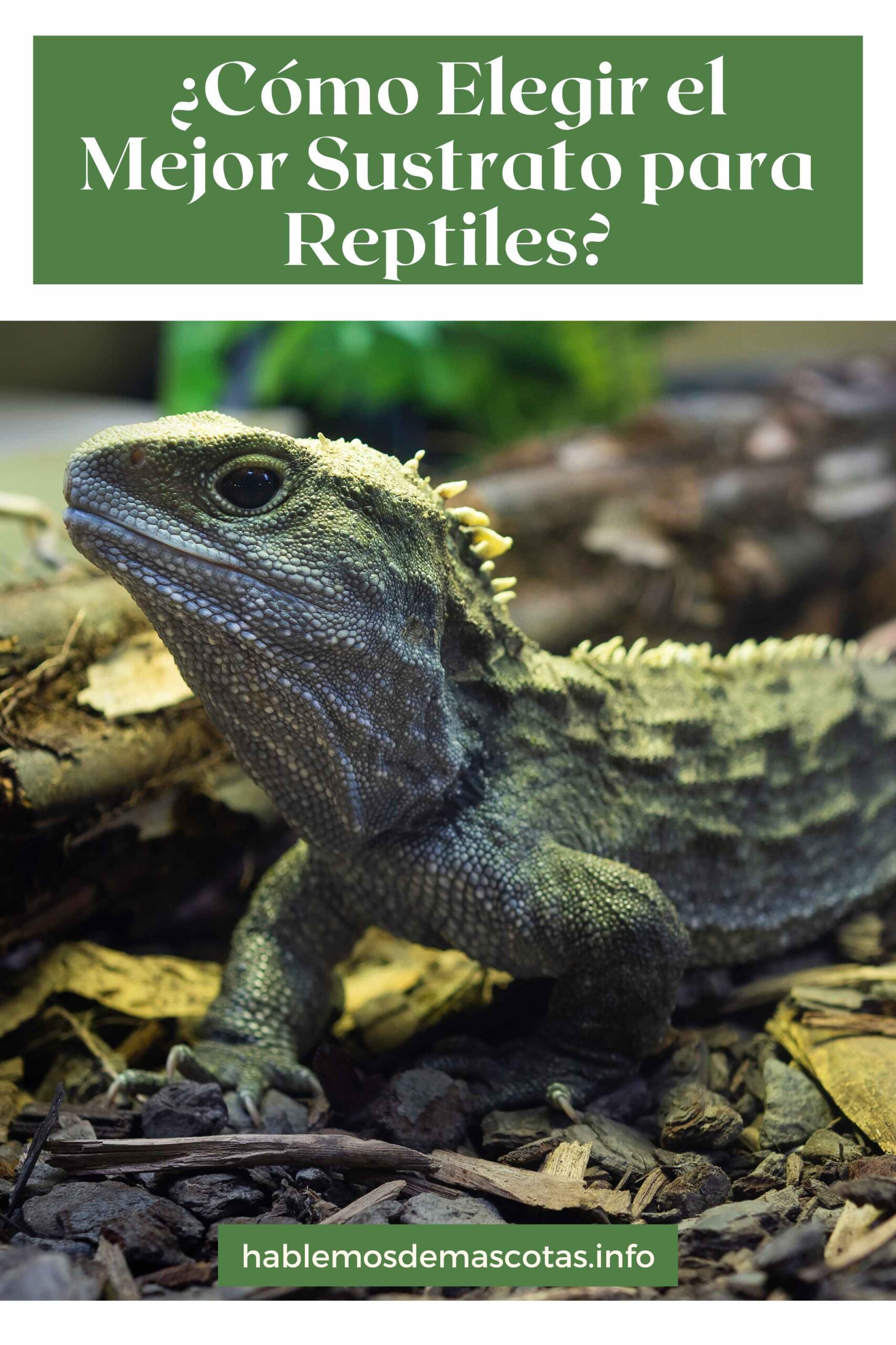 ¿Cómo Elegir el Mejor Sustrato para Reptiles