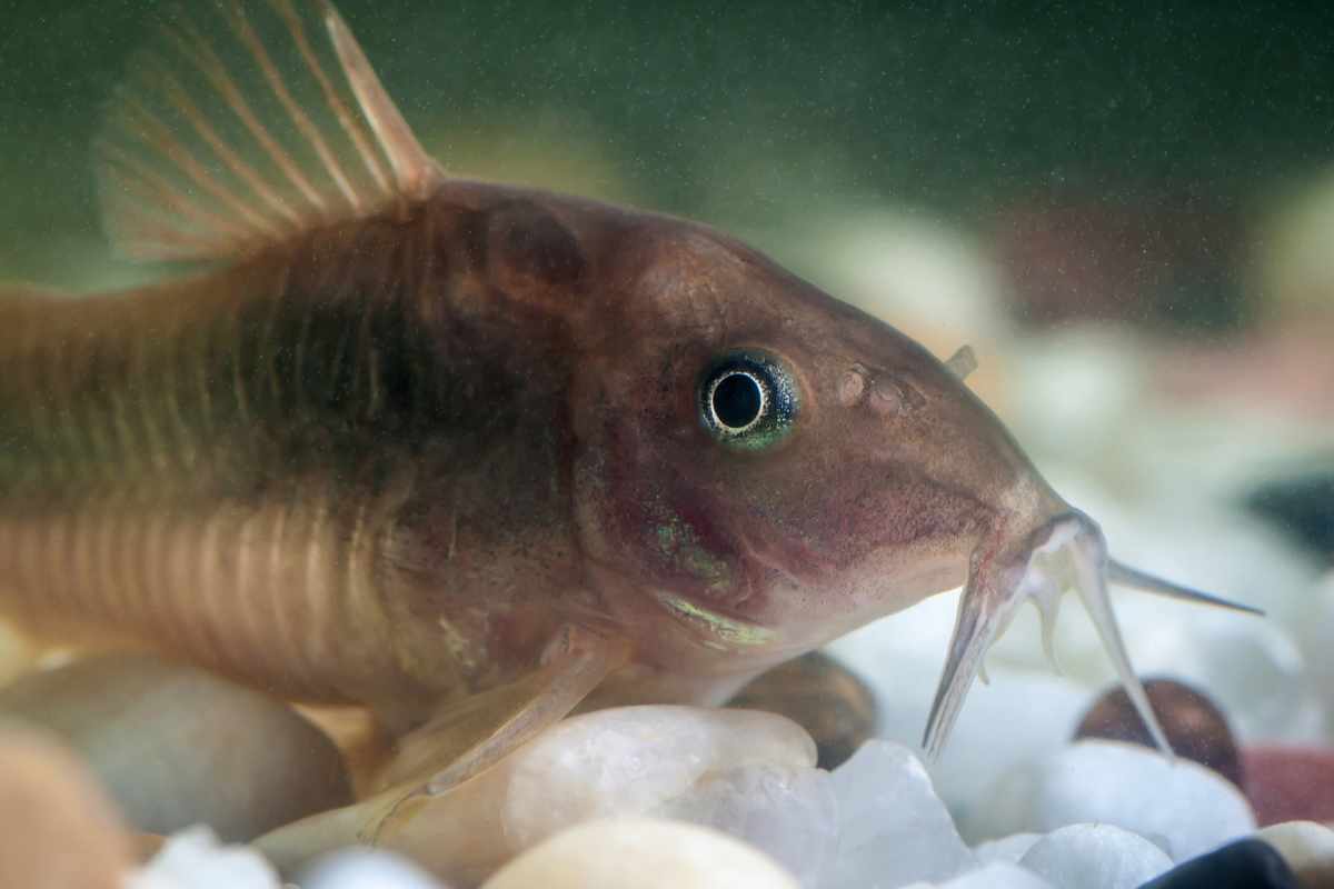 ¿Por qué Tener Corydoras en tu Acuario