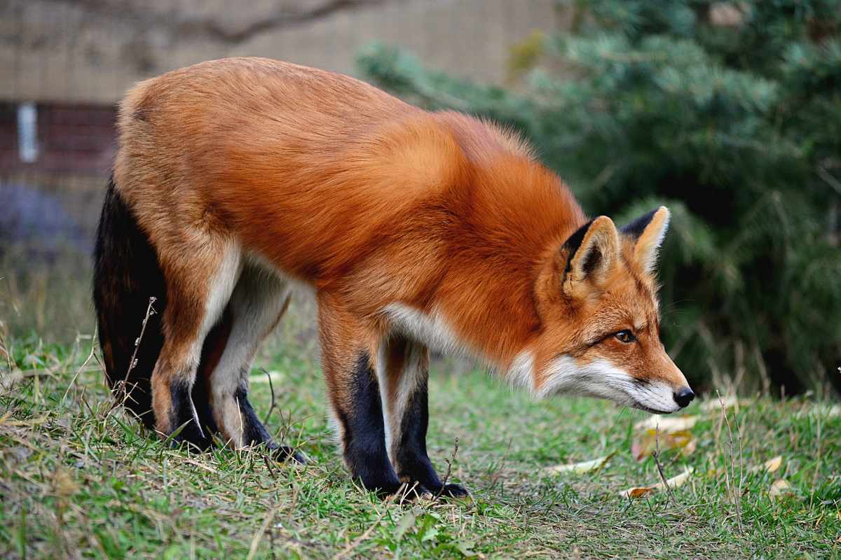 ¿Un Zorro Rojo es un Gato o un Perro