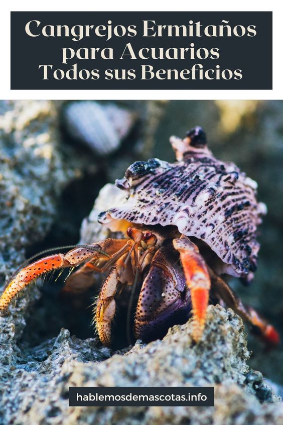 Cangrejos Ermitaños para Acuarios - Todos sus Beneficios