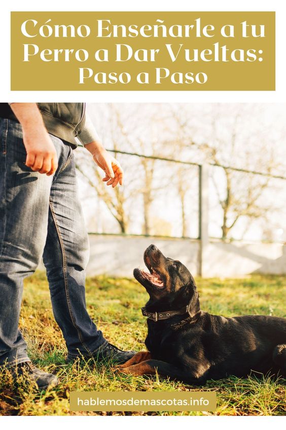 Cómo Enseñarle a tu Perro a Dar Vueltas Paso a Paso