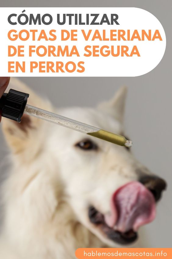 Cómo Utilizar Gotas de Valeriana de Forma Segura en Perros