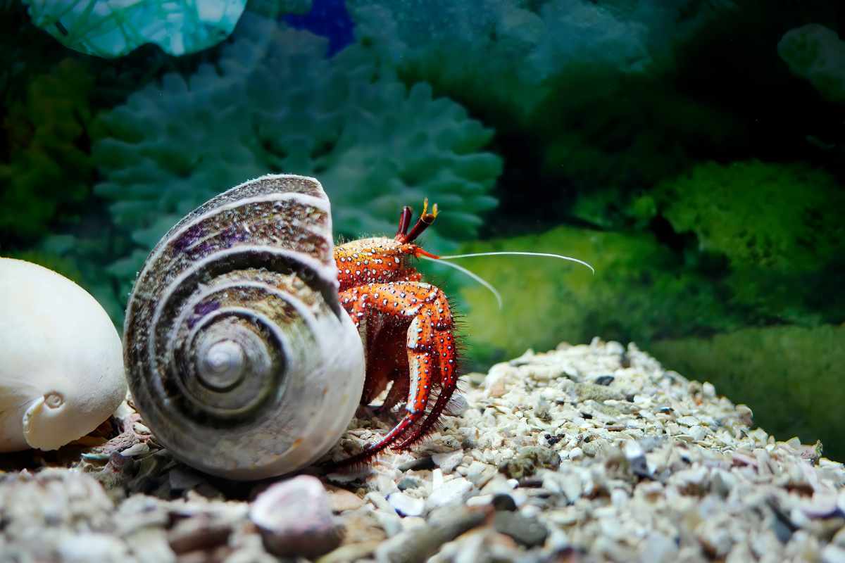 Compatibilidad con Otras Especies